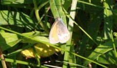 Pearly Heath (Coenonympha arcania)