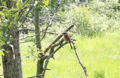 Red-backed Shrike (Lanius collurio)