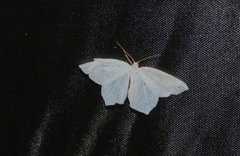 Little Emerald (Jodis lactearia)