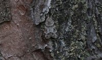 Junimosemott (Scoparia ambigualis)