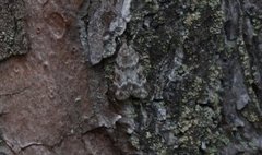 Common Grey (Scoparia ambigualis)