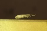 Årenebbmott (Chrysoteuchia culmella)