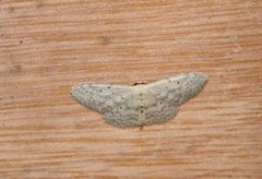 Grå engmåler (Idaea seriata)