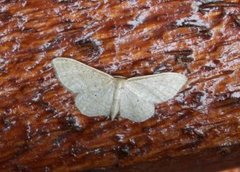 Punktengmåler (Idaea sylvestraria)