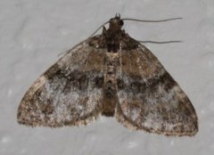 Barred Carpet (Martania taeniata)