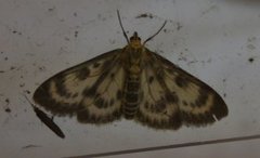 Small Magpie (Anania hortulata)