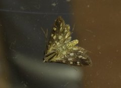 Brown China-mark (Elophila nymphaeata)