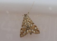 Brown China-mark (Elophila nymphaeata)