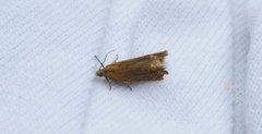 Red Piercer (Lathronympha strigana)