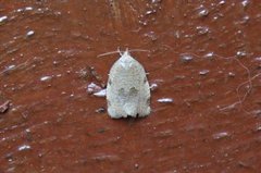 Large Ivy Tortrix (Lozotaenia forsterana)