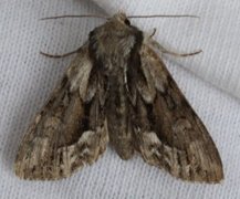 The Saxon (Hyppa rectilinea)