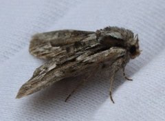 The Saxon (Hyppa rectilinea)