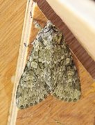 Grey Arches (Polia nebulosa)