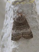 Common Lutestring (Ochropacha duplaris)