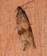 Barred Marble (Celypha striana)