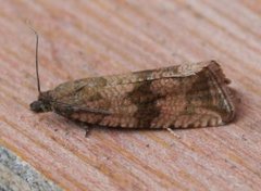 Barred Marble (Celypha striana)