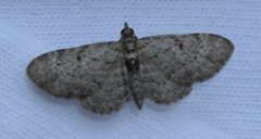 Bilberry Pug (Pasiphila debiliata)