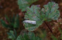 Scarce Grass-veneer (Crambus pratella)