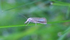 Pearl Veneer (Agriphila straminella)