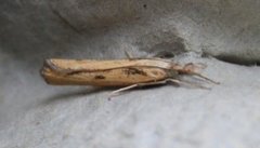Barred Grass-veneer (Agriphila inquinatella)
