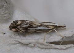 Chequered Grass-veneer (Catoptria falsella)