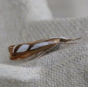 Treflekket nebbmott (Catoptria permutatella)