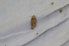 Angelica Flat-body (Agonopterix angelicella)
