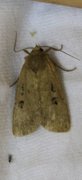 Double Dart (Graphiphora augur)