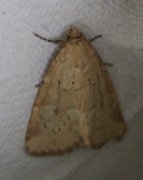 Small Dotted Buff (Photedes minima)