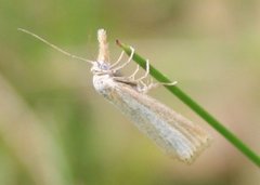 Pearl Veneer (Agriphila straminella)