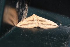 Oblique Carpet (Orthonama vittata)