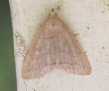 Gråbrunt viftefly (Herminia tarsipennalis)