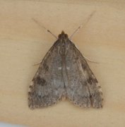 Dusky Pearl (Udea prunalis)