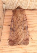 Six-striped Rustic (Xestia sexstrigata)