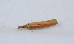 Gul nebbmott (Agriphila inquinatella)