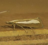 Pearl-band Grass Veneer (Catoptria margaritella)