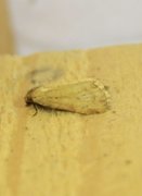 Small Dotted Buff (Photedes minima)