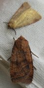 Barred Chestnut (Diarsia dahlii)