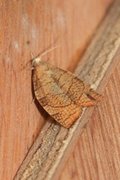 Chequered Fruit-tree Tortrix (Pandemis corylana)