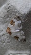Blue-bordered Carpet (Plemyria rubiginata)