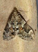Spruce Carpet (Thera variata)