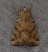The Dun-bar (Cosmia trapezina)