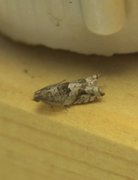 Holly Tortrix (Rhopobota naevana)