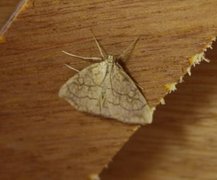 Chequered Straw (Evergestis pallidata)