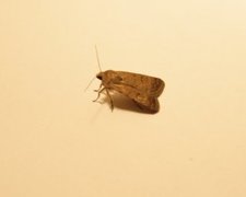 Pale Mottled Willow (Caradrina clavipalpis)