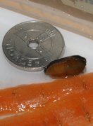 Common Garden Slug (Arion distinctus)