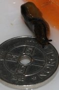 Common Garden Slug (Arion distinctus)