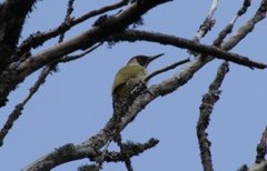 Grønnspett (Picus viridis)