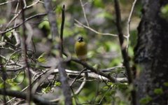 Grey Wagtail (Motacilla cinerea)