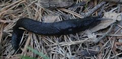 Ash-black Slug (Limax cinereoniger)